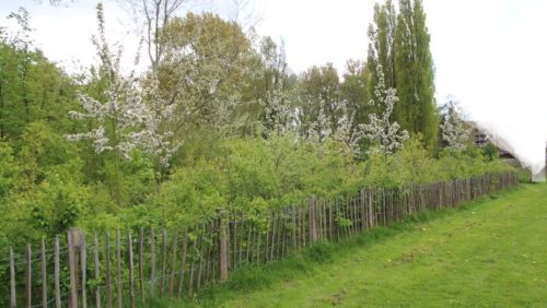 Tiny-Forest-voor-Nederweert