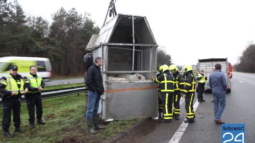 Koeien op de snelweg A2 tussen kelpen-oler en Nederweert