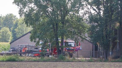 Varkens-door-rooster-gezakt-in-stal-Bocholterweg-Weert-2