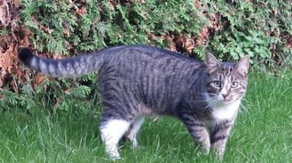 Vermist-kater-nederweert