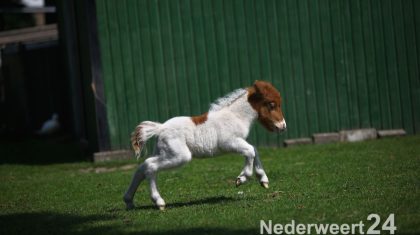 Veulen geboren in dierenpark Loverstraat