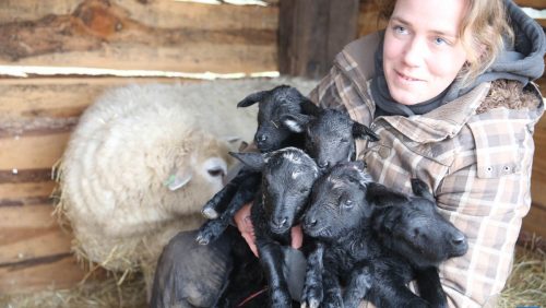 Vijfling-lammetjes-geboren-in-Nederweert-2