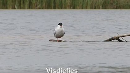 Visdiefjes-Nederweert-Hans-Melters