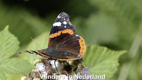 Vlinders-in-Nederweert-Hans-Melters