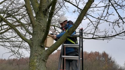 Vogel-en-vleermuisnestkasten-tegen-eikenprocessierups