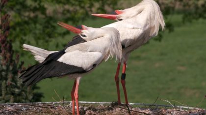 Vogelwerkgroep-Nederweert-bestaat-30-jaar