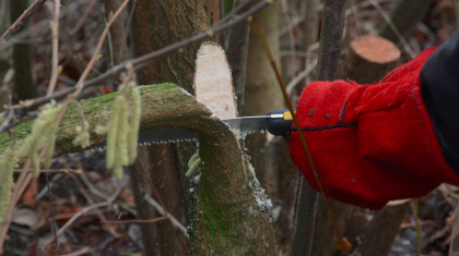 Vogelwerkgroep-Nederweert-is-gestart-met-het-vlechten-van-een-vlechtheg1