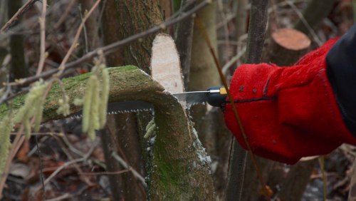 Vogelwerkgroep-Nederweert-is-gestart-met-het-vlechten-van-een-vlechtheg1