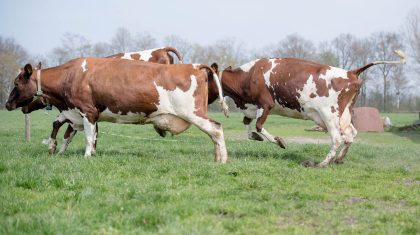 Voorjaar-in-Nederweert-dansende-koeien-2