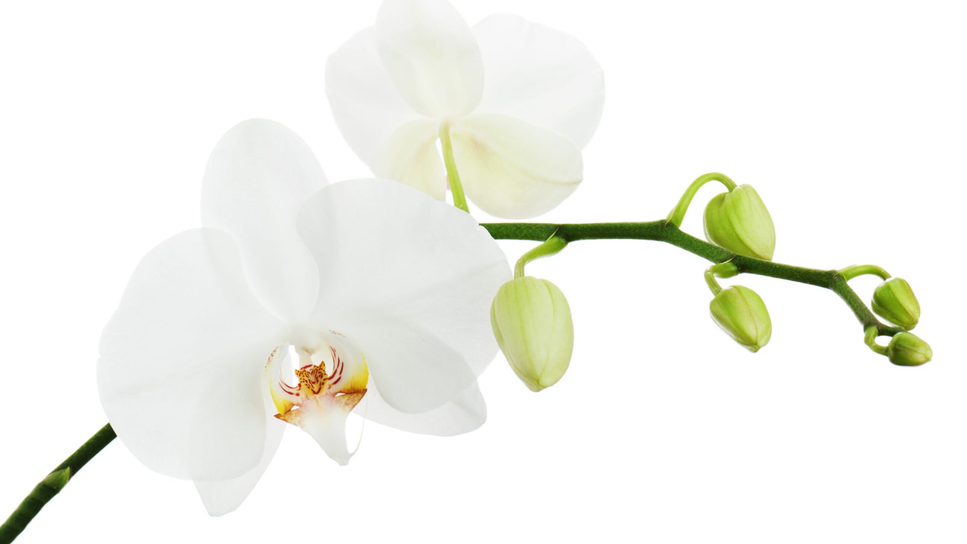 White ortchid isolated on white background. Closeup.