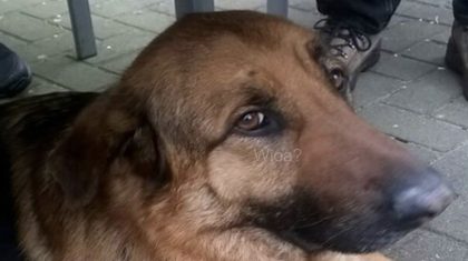 Vygo-Duitse-herder-vermist-vanaf-Kruisstraat-Nederweert-Eind