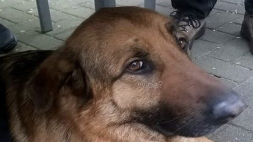 Vygo-Duitse-herder-vermist-vanaf-Kruisstraat-Nederweert-Eind