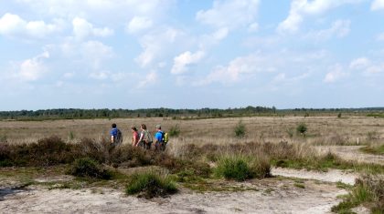 Wandeling-door-de-Paardenbegrazing-in-De-Peel