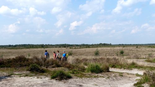 Wandeling-door-de-Paardenbegrazing-in-De-Peel