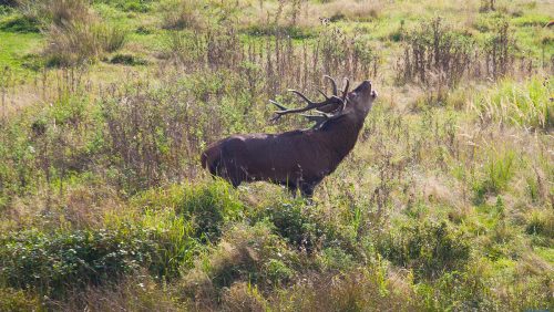 Weerterbos-burlende-herten-22-9-16-13-