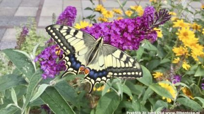 Wil-jij-ook-zon-vlinder-in-je-tuin-Lisette-Poell