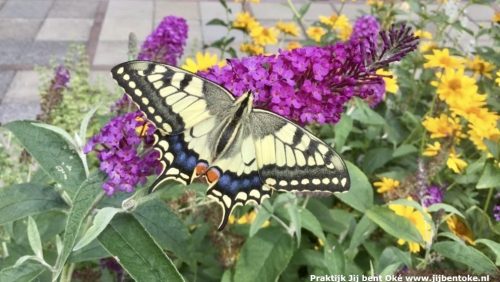 Wil-jij-ook-zon-vlinder-in-je-tuin-Lisette-Poell