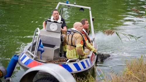 Wild-zwijn-Zuid-Willemsvaart-Weert-3