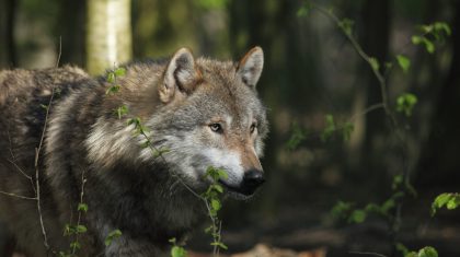 Wolf-Depositphotos_76611937_XL