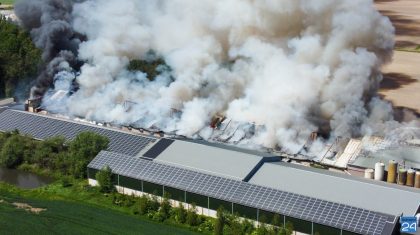 Zeer-grote-band-in-varkensstal-Bloemerstraat-Nederweert-2