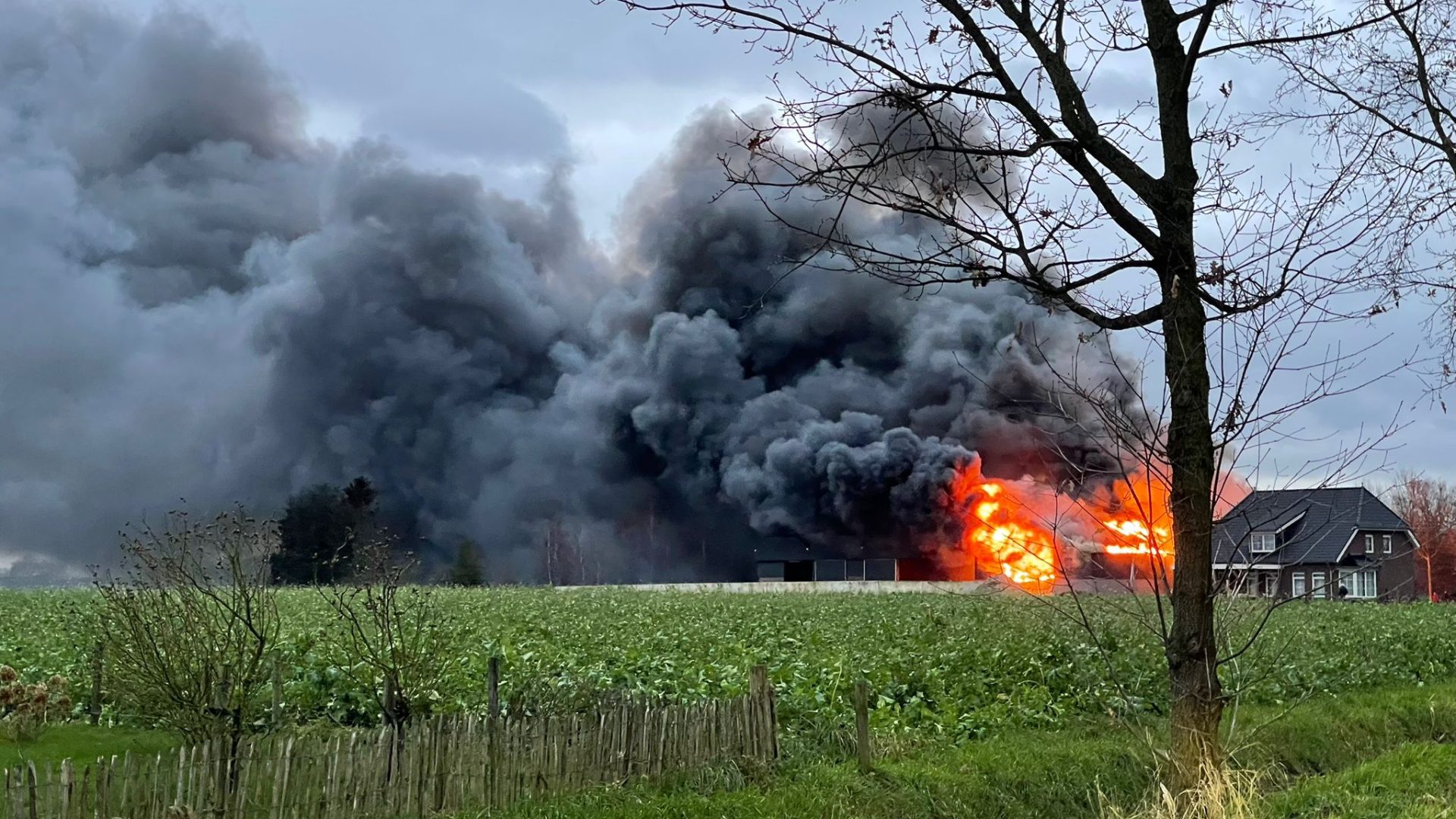 Zeer-grote-brand-in-koeienstal-Sint-Sebastiaanskapelstraat-Nederweert-1