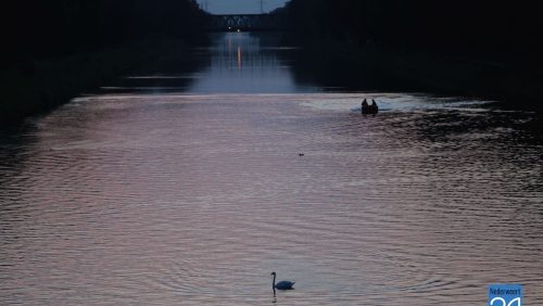 Zwaan-in-Kanaal-Wessem-Nederweert-4591