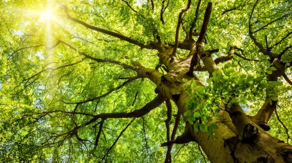 The warm spring sun shining through the treetop of an impressive old beech tree