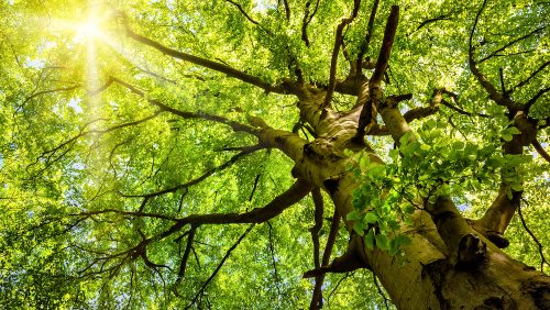 The warm spring sun shining through the treetop of an impressive old beech tree