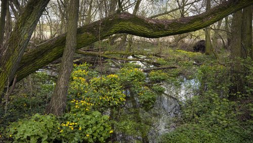 broekbos-dotters-Bob-Luijks-Natuurportret1