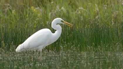 grote-zilverreiger_Henk-Heijligers