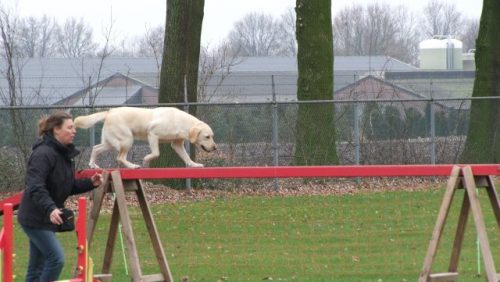 hond-balk-school