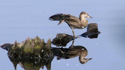 jonge-wintertaling-op-kienhout