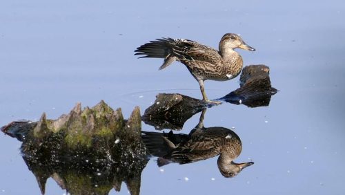 jonge-wintertaling-op-kienhout