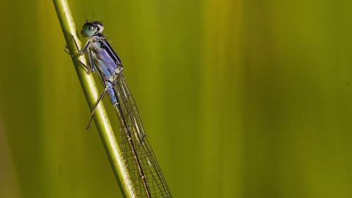 lantaarntje-Bob-Luijks-natuurportret