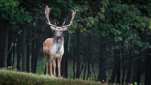 natuur