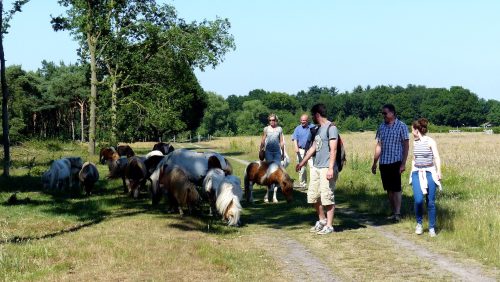 paardenbegrazing-in-de-peel-marijke-vaes