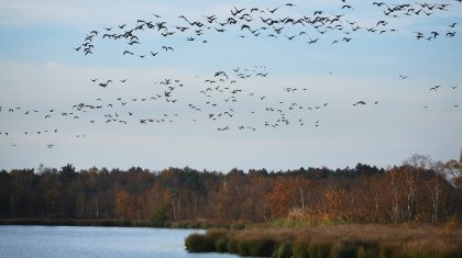 Flock of geese over Aan 't Elfde at the Groote Peel