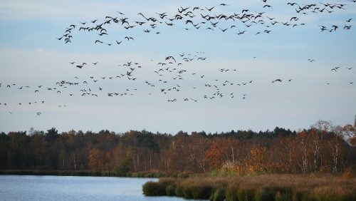 Flock of geese over Aan 't Elfde at the Groote Peel