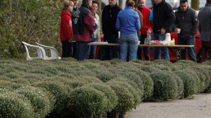 potchrysanten-actie-HV-Merefeldia