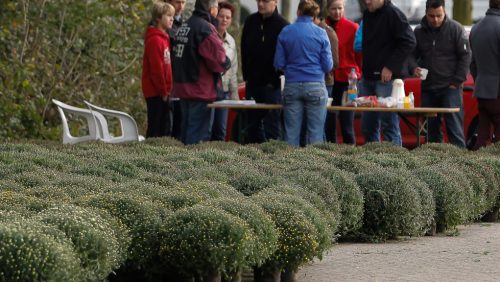 potchrysanten-actie-HV-Merefeldia